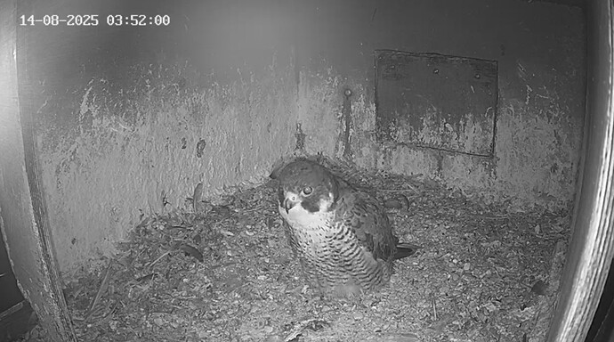 Screenshot_20250814_044631_Chrome