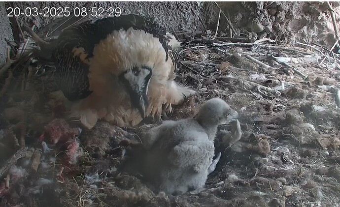 Wolle bearbeiten 20.03.25