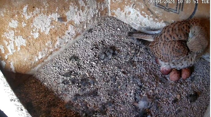 Screenshot_20240430_103113_Chrome