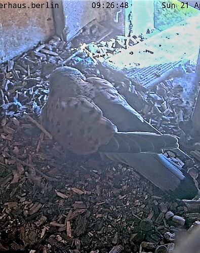 Screenshot_20240421-092738_Chrome