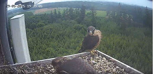 Snap_2025.05.29_19h40m23s_022_