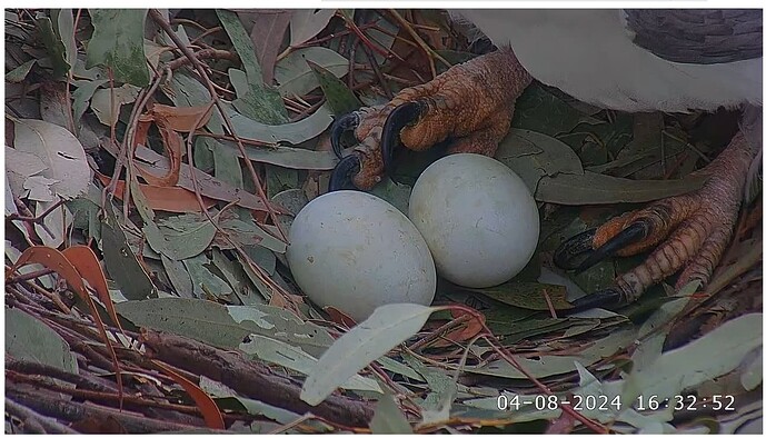 Screenshot 2024-08-04 202538