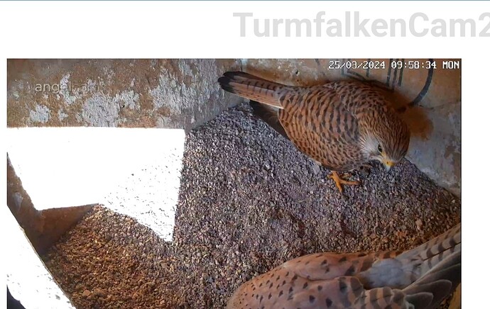 Screenshot_20240325_085853_Samsung Internet