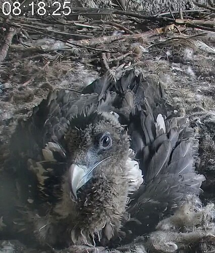 Screenshot_2024-05-09-08-19-31-502_com.android.chrome