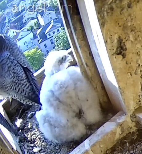 Screenshot_20230515-073125-01