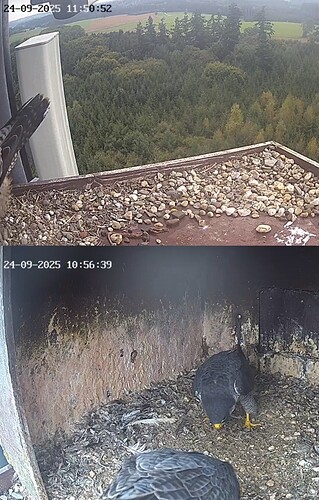 Screenshot_20250924_115106_Chrome