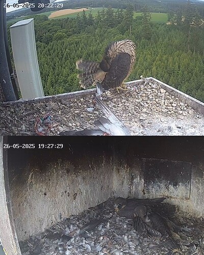 Screenshot_20250526_202224_Chrome