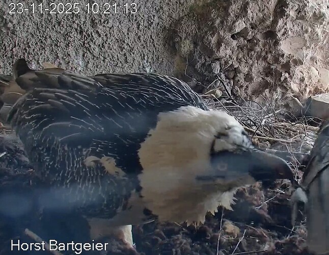 Screenshot_2025-11-23-10-22-17-262_com.android.chrome~2