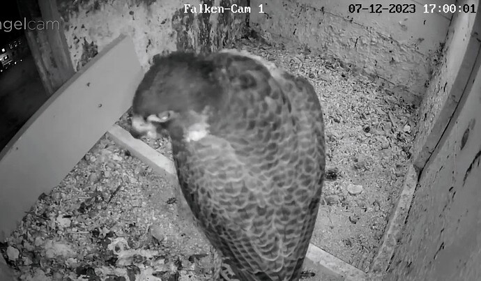 Screenshot_2023-12-07-17-00-18-505_com.android.chrome