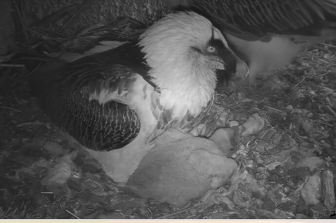 Umtriebige Eltern 23.03.24