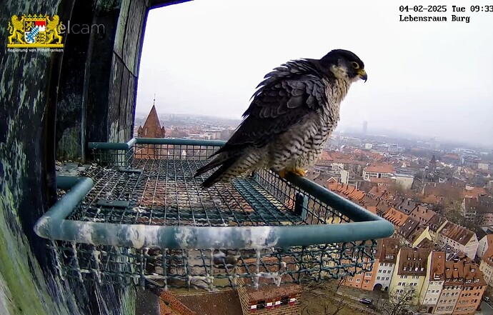 Screenshot_2025-02-04-09-33-19-819_com.android.chrome