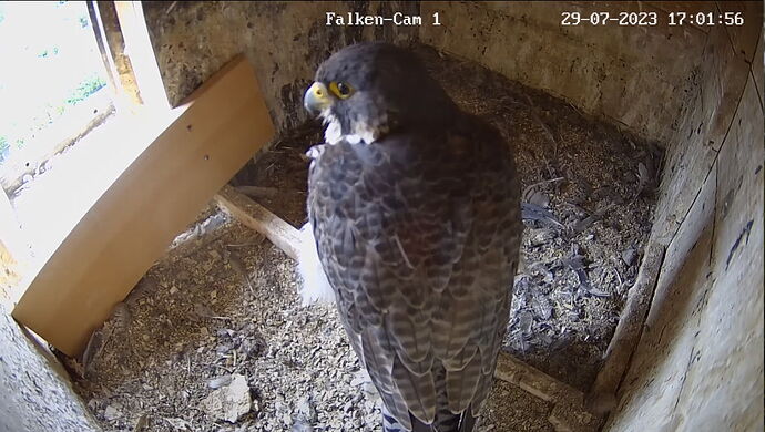 Snap_2023.07.29_17h02m27s_008_