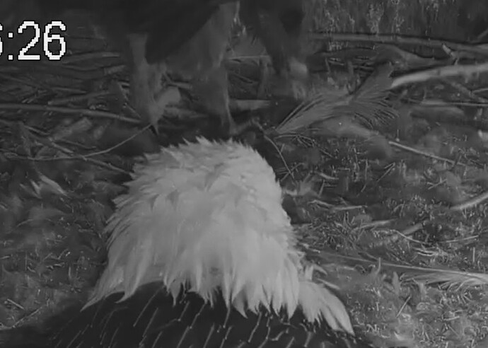 Bartili zerlegt Feder 08.05.24