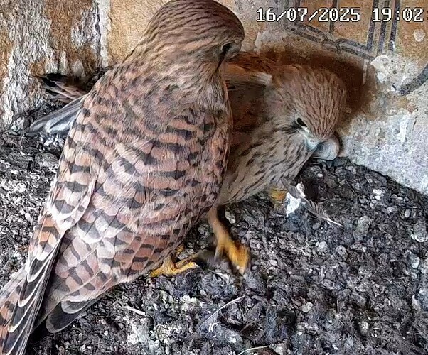 Screenshot_2025-07-16-19-02-02-228_com_1752685595761.android.chrome