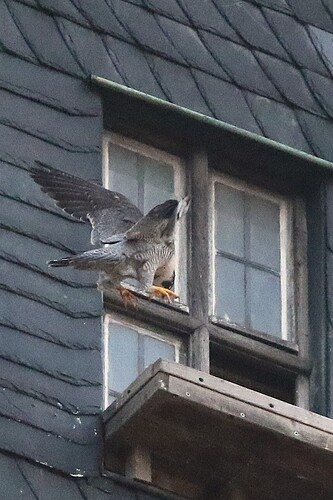 Falco nachmittags 10d