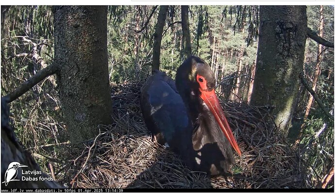 Screenshot 2025-04-01 123656