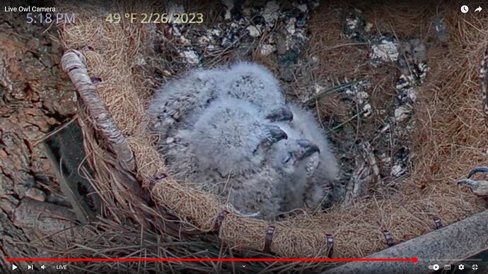 GHO_230226_Owlets_Owlvira