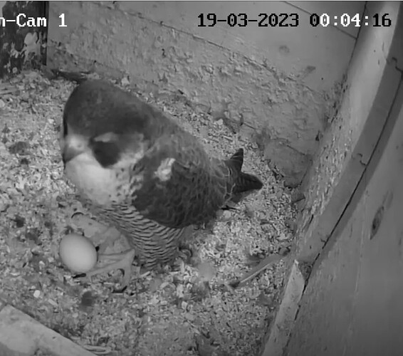 Capture+_2023-03-19-00-04-50(1)