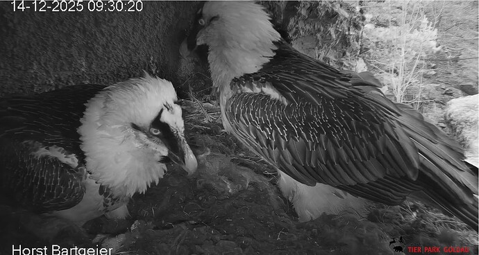 Mascha zu Besuch  14.12.-25