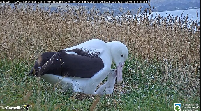 Screenshot_2024-02-01-08-26-38-319_com.google.android.youtube