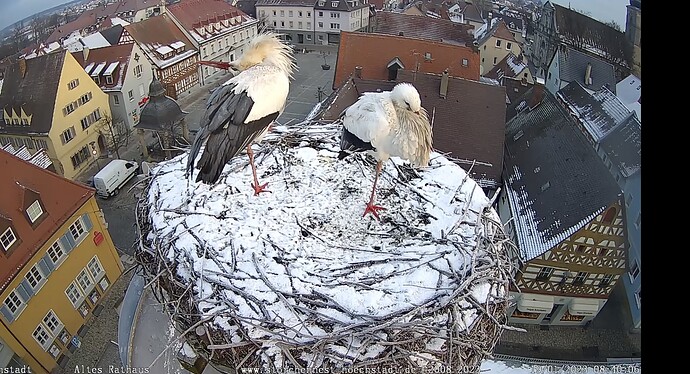 Bild