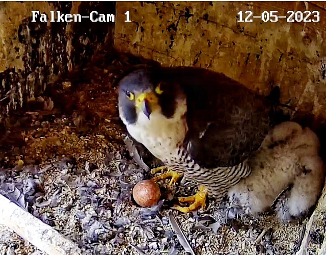 Screenshot_20230512-070441-01