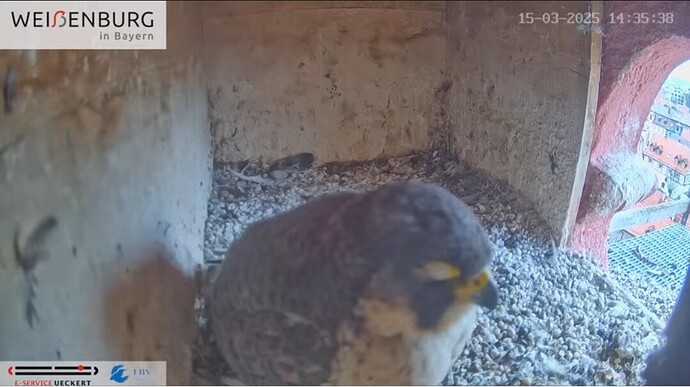 Screenshot_20250315_143600_YouTube