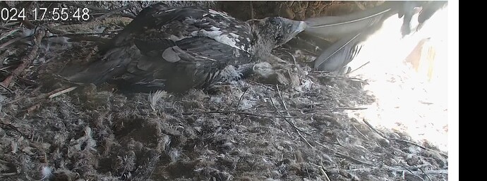 Screenshot_20240511-175653~2