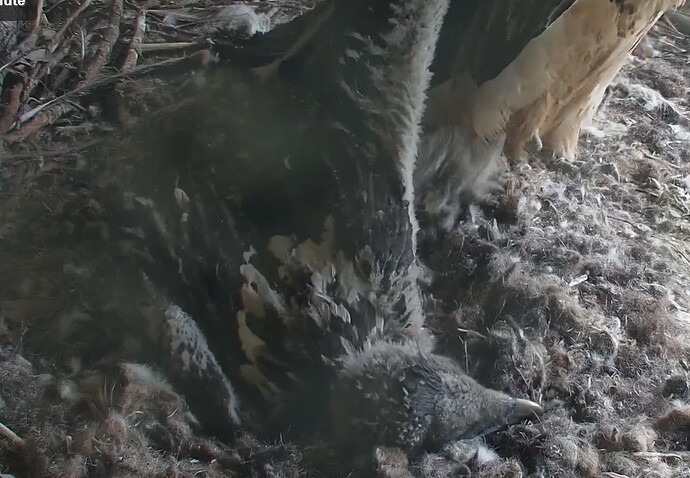 Flügel strecken 07.05.24