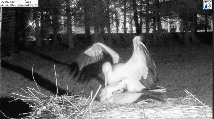 Screenshot_2025-04-04-22-45-14-536_com.google.android.youtube