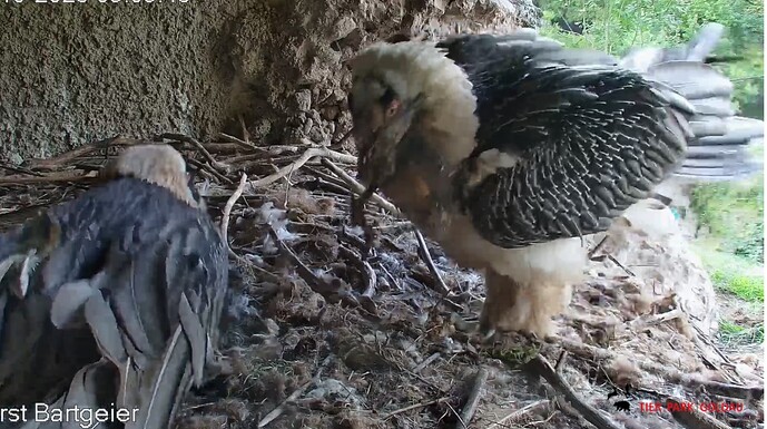 Hans mit Geschenk 04.10.25