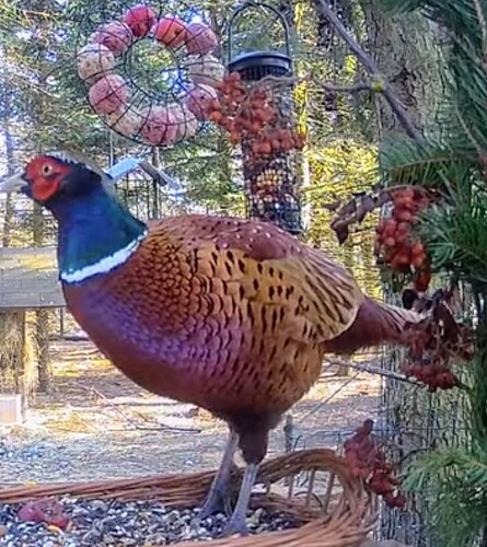 Screenshot_2025-02-20-14-36-03-683_com.google.android.youtube