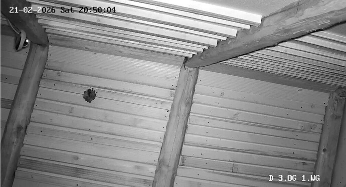 Screenshot 2026-02-21 at 20-50-04 Webcam Große Hufeisennase - LBV