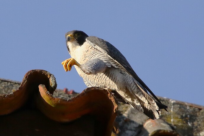 Falco abends 1e