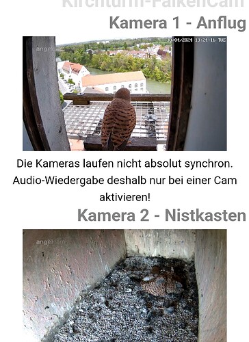 Screenshot_20240430_132439_Chrome