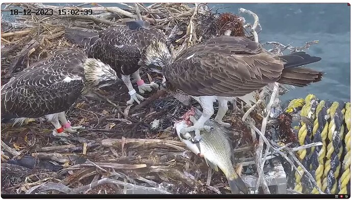 Screenshot 2023-12-18 104452