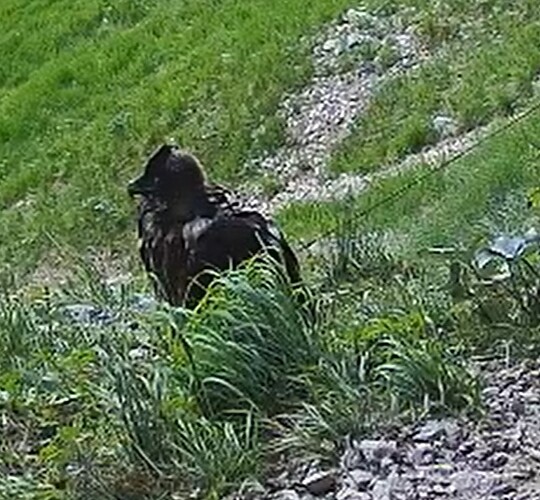 L. hält Ausschau 13.06.25