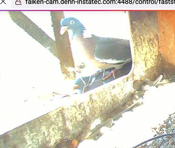 Screenshot_20250510-110000_Firefox~2