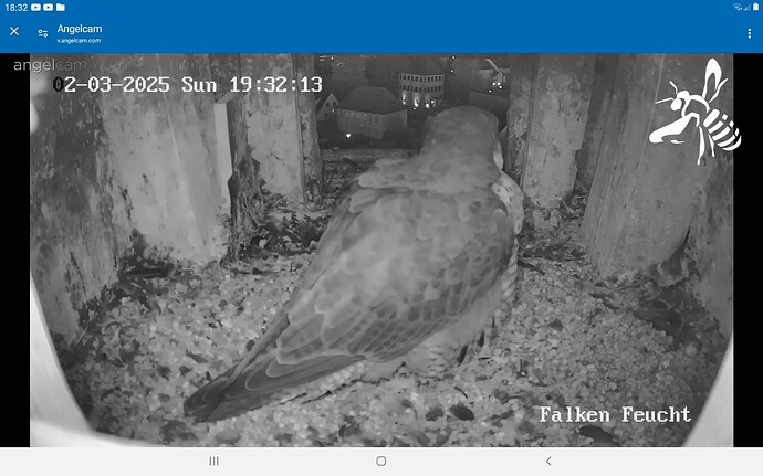 Screenshot_20250302-183236_Chrome