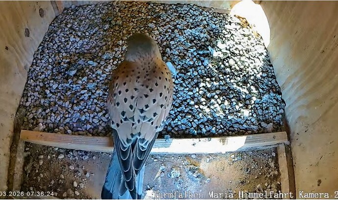 Screenshot_2026-03-05-07-36-44-812_com.android.chrome~2