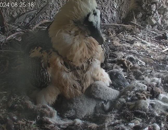 Morgentliches Kuscheln 27.03.24