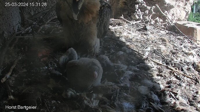 SnapShot-20240325_153136