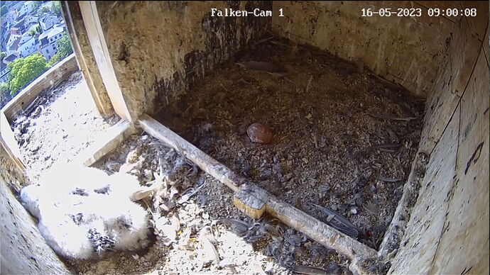 Snap_2023.05.16_09h00m34s_009_