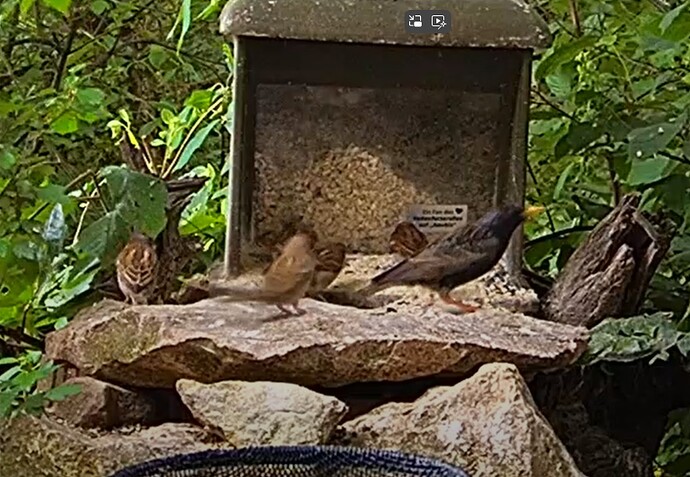 Spatzen und Star am Silo 21.05.24