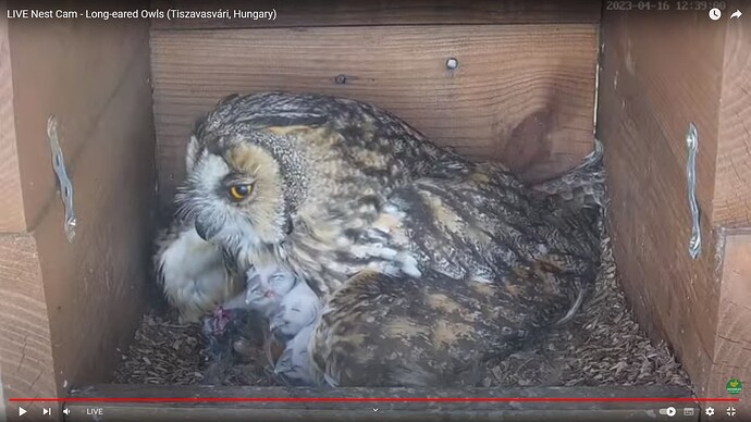 WOHR_230416_Leo_feed_