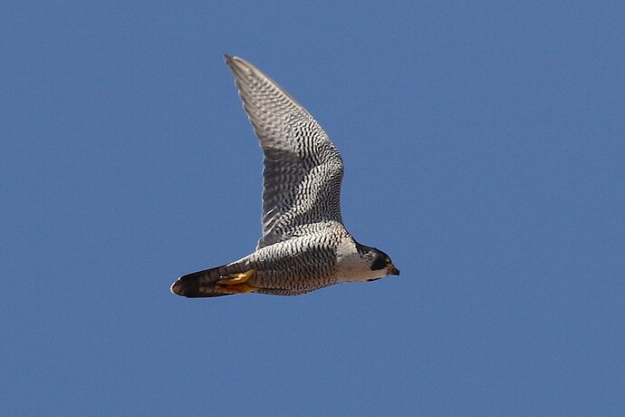 Falco sonntags 3