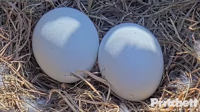 swfl_221203_H_M_2_egg