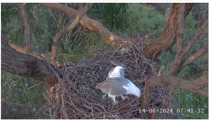 Screenshot 2024-06-14 001621