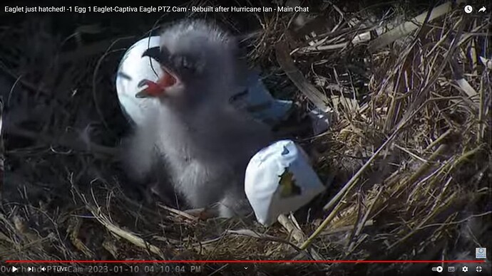CACC_230110_chick_