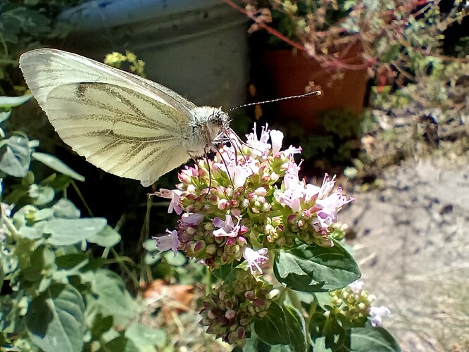 IMG_20260712_131438299_HDR~2